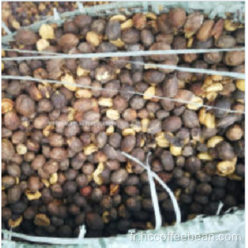 Fournir des grains de café en coque naturels